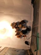 Napos gazdasági fürj