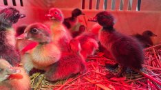 Napos indiai futókacsa