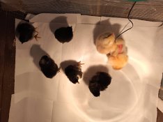 Napos nagytestű paraszt csibe