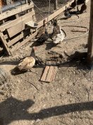 Némakacsák eladók