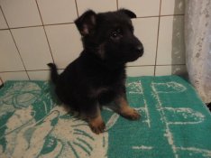 Német juhász fajtatiszta jelegű kis kutyák ingyenelvihetők németjuhász