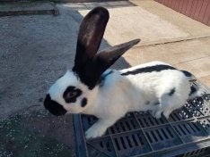 Német óriás lepke-tarka fajtiszta nyúl kapható!