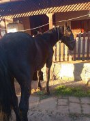 Noniusz kanca csikó