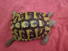 Nőstény görög teknős