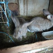 Nyúl németóriás vasderes keverék 