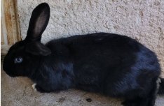 Nyúl nyuszi hazinyul