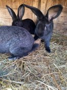 Nyulak költöznének