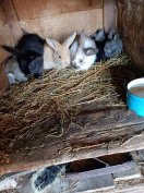 Nyuszi húsvéti nyulak