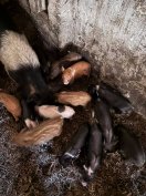 Olcsó választási, vietnámi keverék malac eladó. 06308789395 Ha nem érs