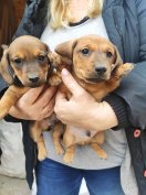 Örökbefogadásra fajtatiszta jellegű tacskó kiskutyák