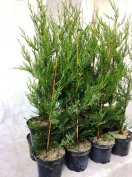 Oszlopos Leylandi ciprus 60/80 cm eladó! Országos kiszállítás!