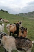 Parlagi és Alpesi kecskék