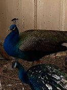 Páva pár eladó csere is cserélhető papagájra