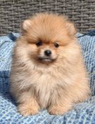 Pomerániai törpespicc fajtatiszta jellegű pomi