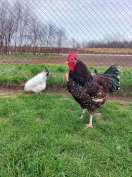 Porcelán Sussex Kakas