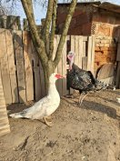 Pulyka,liba,gyöngytyúk eladók!