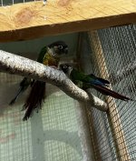 Pyrrhura papagaj tenyeszpar