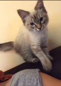 Ragdoll kiscica gazdit keres