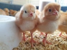 Redbro húshibrid naposcsibe, napos csibe eladó Kocséron
