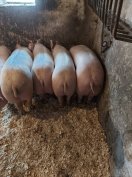 Sajóbábony Eladó Hízók