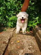 Samoyed, szamojéd fajtatiszta jellegű kiskutyák örökbefogadhatók
