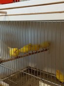 Sárga kanári madarak