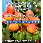 Sárgabarack Eladó Országos Szállítással