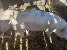 Sertés, hízó Forráskúton eladó