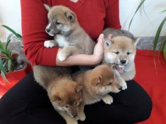 Shiba inu kisfiúk