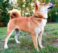 Shiba inu növendék