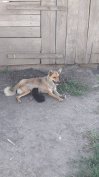 Sinka jellegű kiskutyák elvihetők
