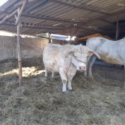 Skót-felföldi üsző marha 