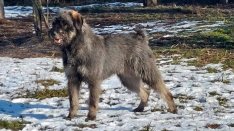 Só-bors óriás schnauzer kan