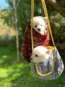 Spitz jellegű keverék Kiskutya ingyen elvihető