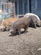 Sűldők költöznének