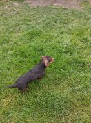 Szálkásszőrű tacskó jellegű ingyen elvihető