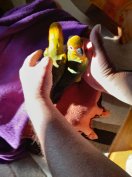 Szelid nappapagájok eladók