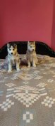 Szép husky babák