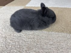 Színes Törpe nyúl