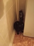 Szoba cica egyik 4 éves a fekete 2 játékosok