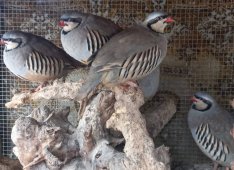 Szürkefogoly tojó eladó!