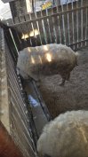Tápmentes mangalica hízók