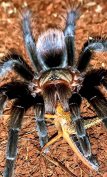 Tarantula,madárpók