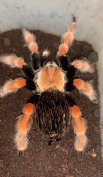Tarantula,madárpók