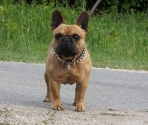 Tenyészszemlés francia bulldog kan fedez