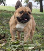 Tenyészszemlés francia bulldog kan fedez