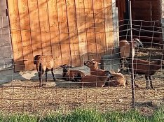 Tisztavérű trikolor kameruni kosbárány