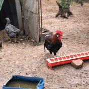 Törpe cochin, itáliai kakas, vadkacsa, orpington, fácán eladó