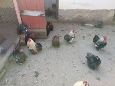 Törpe cochin eladó