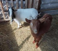 Törpe kecske eladó